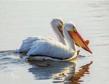 Load image into Gallery viewer, Lake View Black Hawk Lake Series