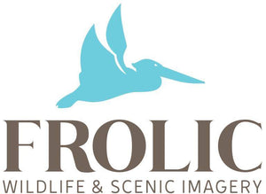 Frolic Photography